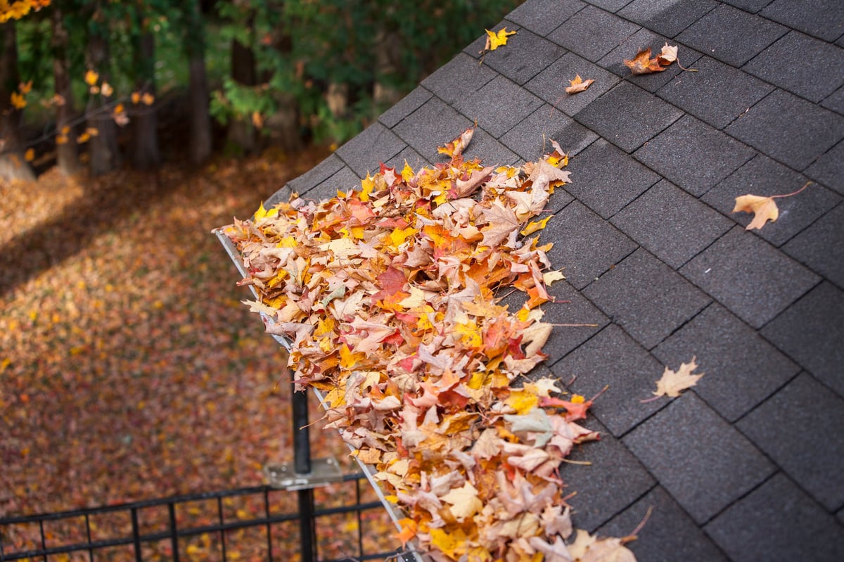 Rain gutter clogged with leaves and debris